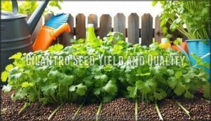 cilantro seed yield and quality