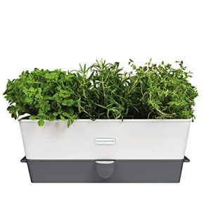 Cole & Mason Burwell Self Watering B01CPAZM2S