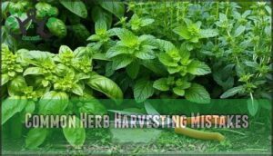 common herb harvesting mistakes