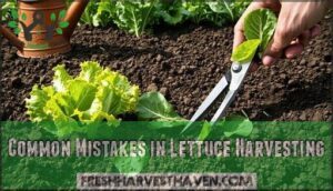 common mistakes in lettuce harvesting