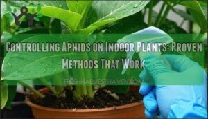 controlling aphids on indoor plants