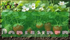 coriander