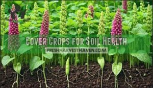 cover crops for soil health