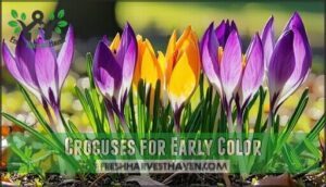 crocuses for early color