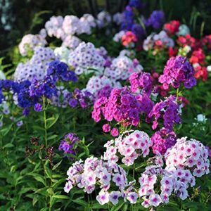 Dichmag 1000+ Phlox Seeds for B0B63BCP8D