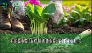 digging and dividing perennials