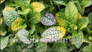 downy mildew and powdery mildew