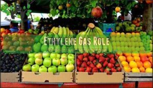 ethylene gas role