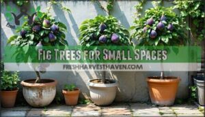 fig trees for small spaces