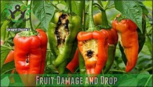 fruit damage and drop