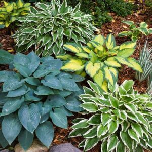 Garden State Bulb Hosta Variegated B0CRZHJQMT