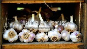 garlic curing process