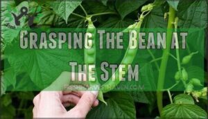 grasping the bean at the stem