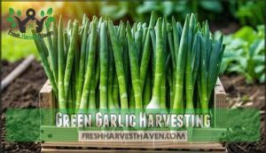 green garlic harvesting