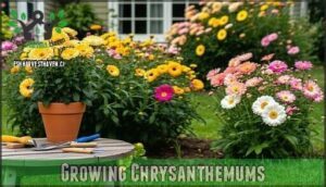 growing chrysanthemums