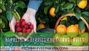 harvesting berries and citrus fruits
