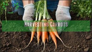 harvesting carrots