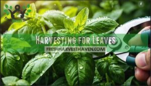 harvesting for leaves