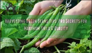 harvesting green beans tips