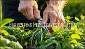 harvesting herb leaves or stems