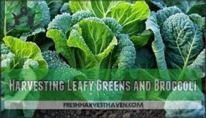 harvesting leafy greens and broccoli