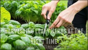 harvesting leafy herbs at the right time