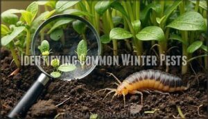identifying common winter pests
