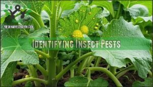 identifying insect pests