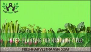 inter-planting for maximum yield