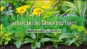 interplanting catnip and tansy