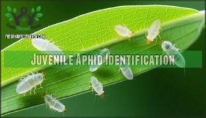 juvenile aphid identification