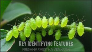 key identifying features