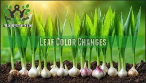 leaf color changes