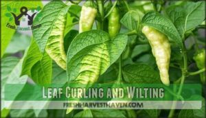 leaf curling and wilting