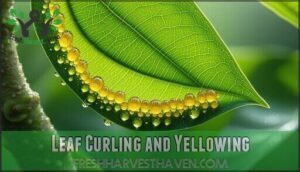 leaf curling and yellowing