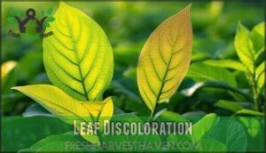 leaf discoloration