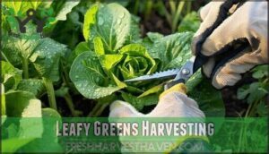 leafy greens harvesting