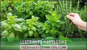 leafy herb harvesting