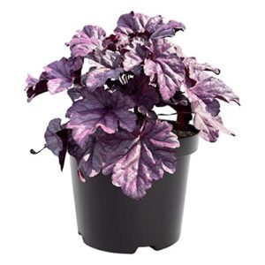 Live Heuchera (Coral Bells)   B09STH4L53