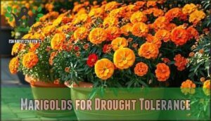 marigolds for drought tolerance