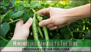 minimizing damage to the vine