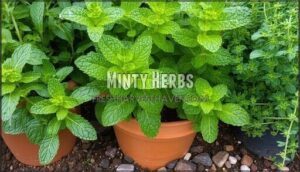 minty herbs