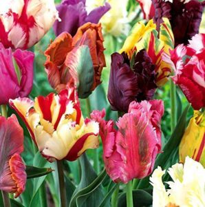 Mixed Parrot Tulips   10 B00BQYFW34