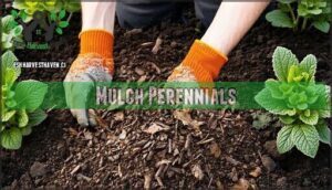 mulch perennials
