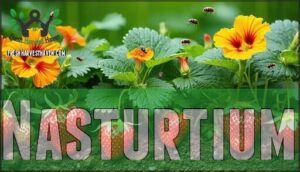 nasturtium