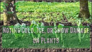 noting cold, ice, or snow damage on plants