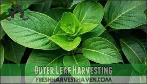 outer leaf harvesting
