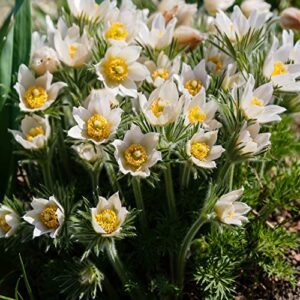 Outsidepride Pasque Flower White Anemone B004HITBTM