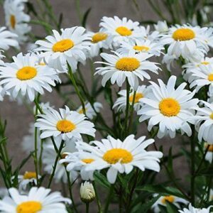 Outsidepride Shasta Daisy Chrysanthemum Seeds B006F6O0V8