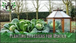 planting brassicas for winter